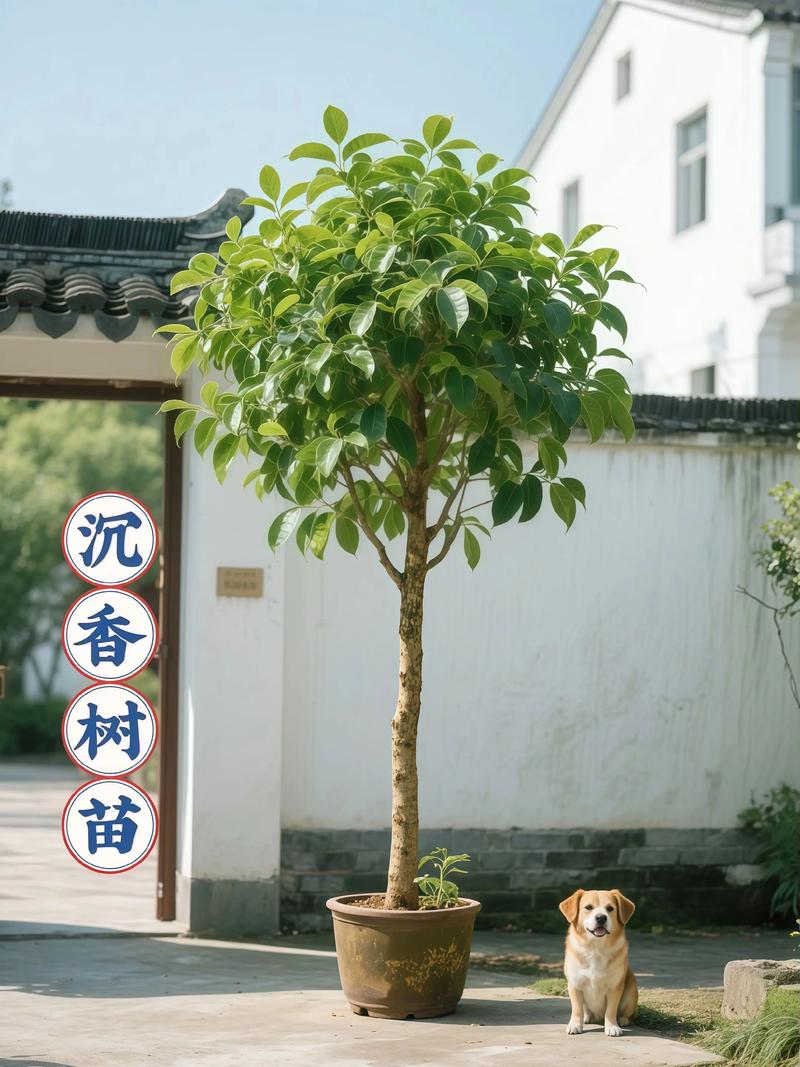 包含沉香树费用的词条-第4张图片-优品飞百科