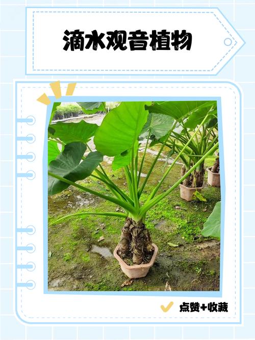 滴水观音的养殖方法，滴水观音的养殖方法和注意事项有哪些？-第2张图片-优品飞百科