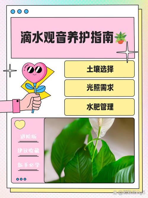 滴水观音的养殖方法，滴水观音的养殖方法和注意事项有哪些？-第4张图片-优品飞百科