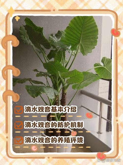 滴水观音的养殖方法，滴水观音的养殖方法和注意事项有哪些？-第5张图片-优品飞百科