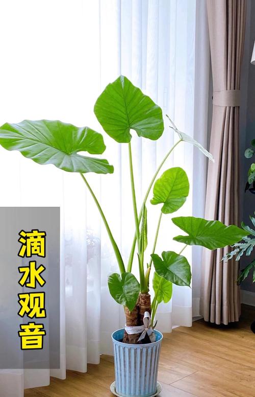 滴水观音的养殖方法，滴水观音的养殖方法和注意事项有哪些？-第6张图片-优品飞百科