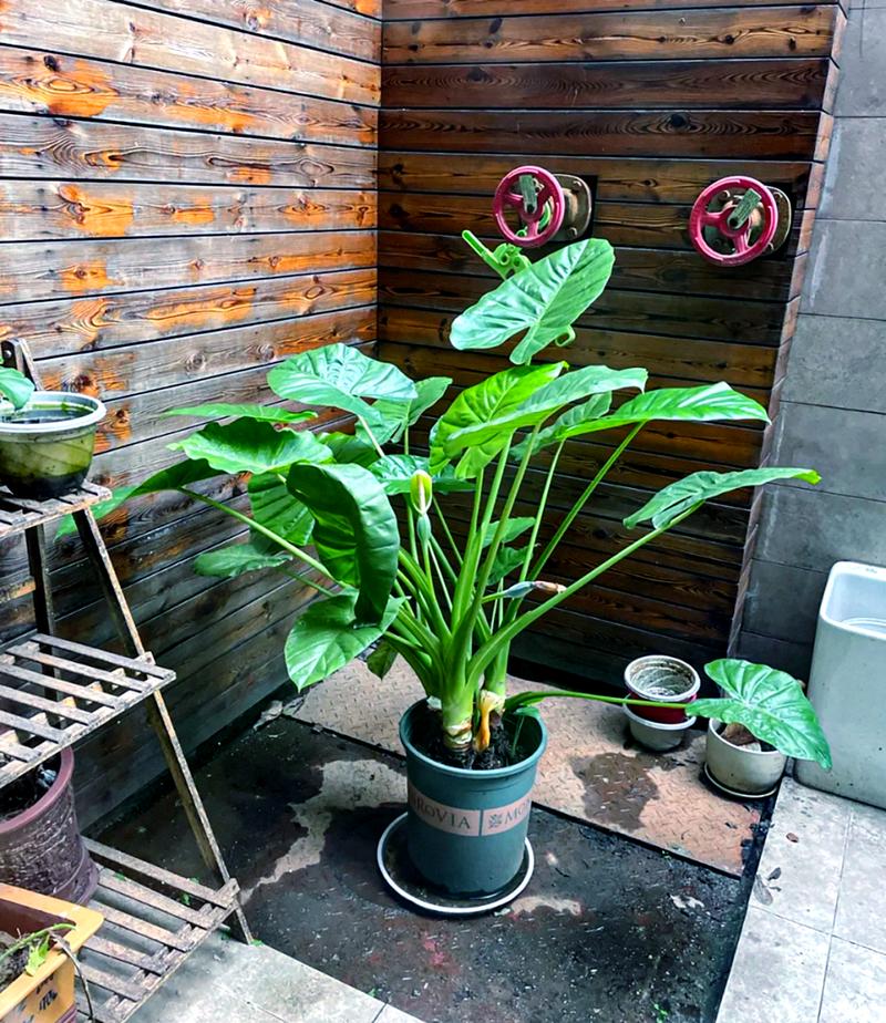 滴水观音的养殖方法，滴水观音的养殖方法和注意事项有哪些？-第7张图片-优品飞百科