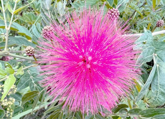 朱缨花的养殖方法和注意事项，朱缨花几年开花？-第1张图片-优品飞百科