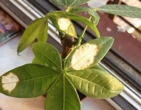 朱缨花的养殖方法和注意事项，朱缨花几年开花？-第2张图片-优品飞百科