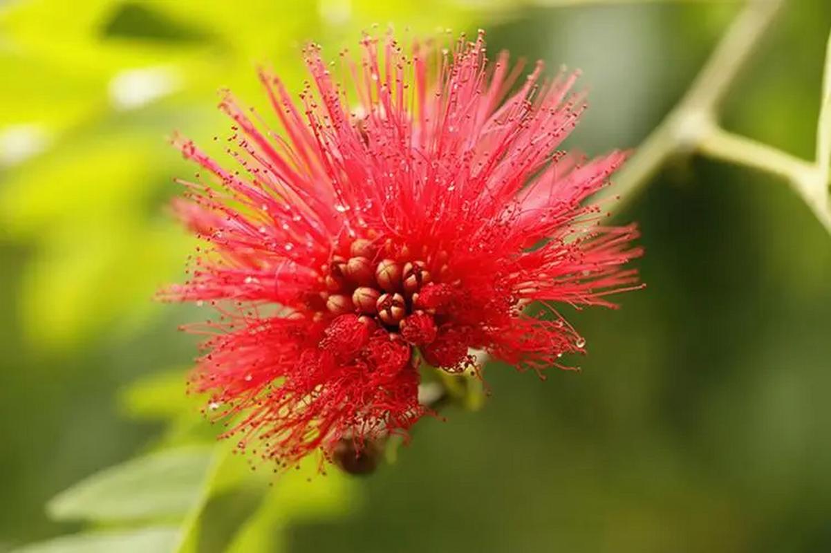 朱缨花的养殖方法和注意事项，朱缨花几年开花？-第3张图片-优品飞百科