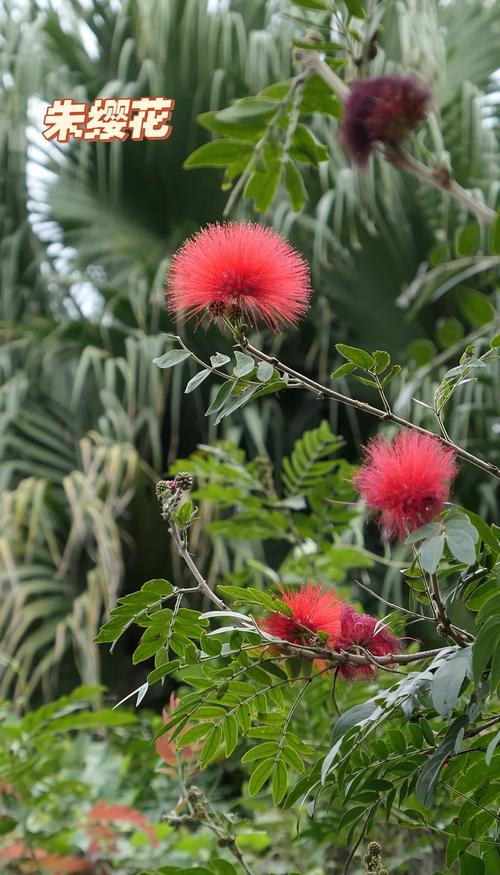 朱缨花的养殖方法和注意事项，朱缨花几年开花？-第4张图片-优品飞百科