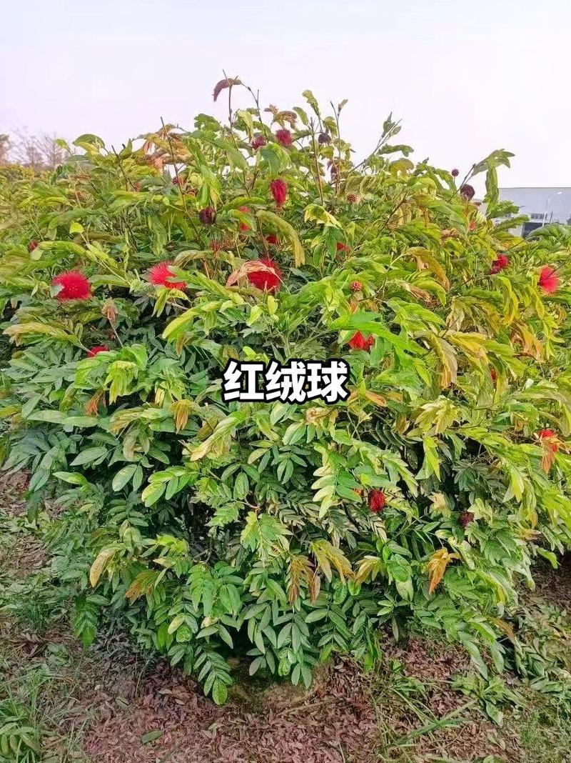 朱缨花的养殖方法和注意事项，朱缨花几年开花？-第5张图片-优品飞百科