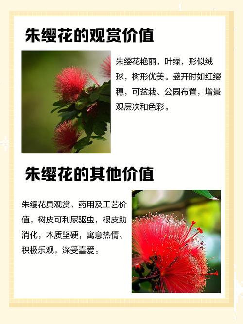 朱缨花的养殖方法和注意事项，朱缨花几年开花？-第6张图片-优品飞百科