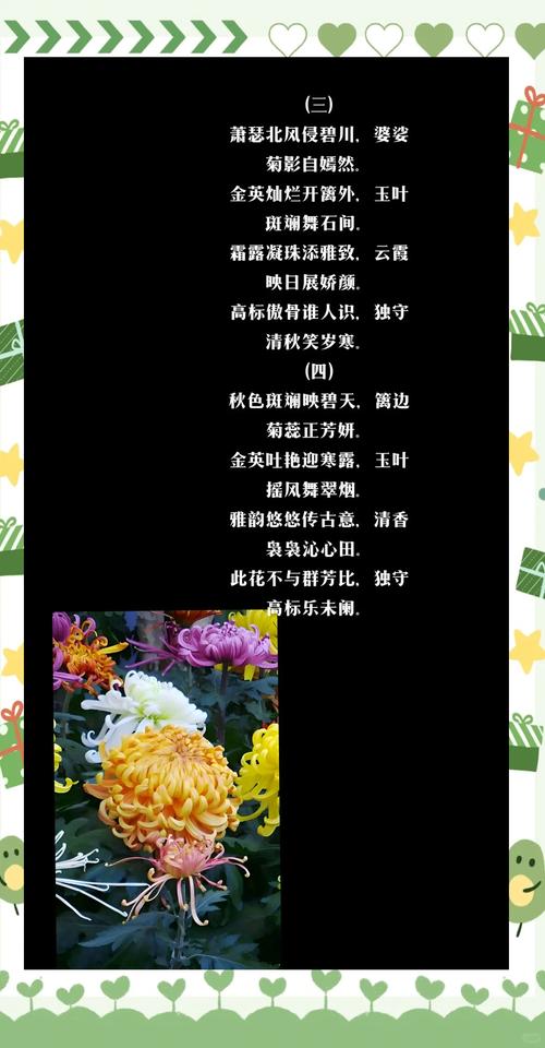 送菊花代表什么意思？送菊花有什么讲究？-第5张图片-优品飞百科