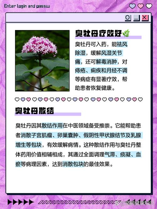 臭牡丹怎么养，臭牡丹怎么养殖方法？