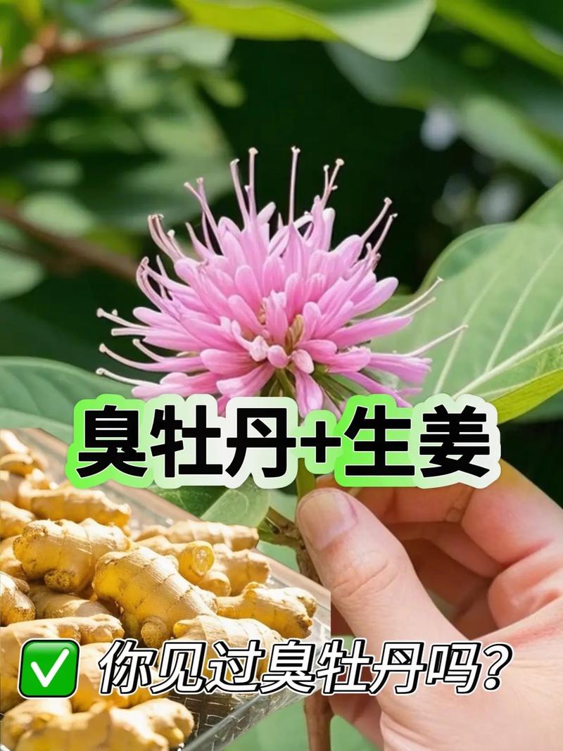 臭牡丹怎么养，臭牡丹怎么养殖方法？-第2张图片-优品飞百科