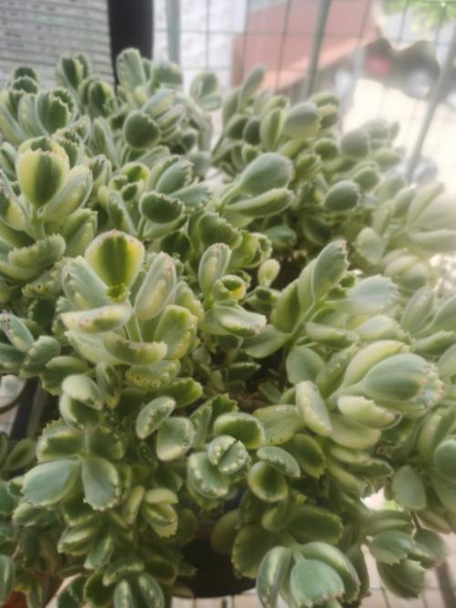 白熊多肉的养殖方法，白熊多肉的养殖方法视频？