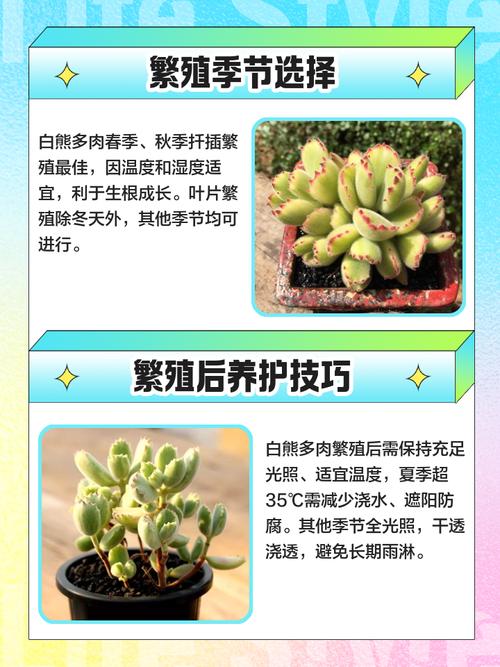 白熊多肉的养殖方法，白熊多肉的养殖方法视频？-第2张图片-优品飞百科