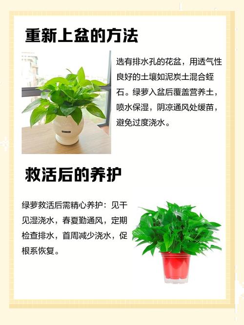 为什么绿萝的根都烂了，为什么绿箩根根都烂了？