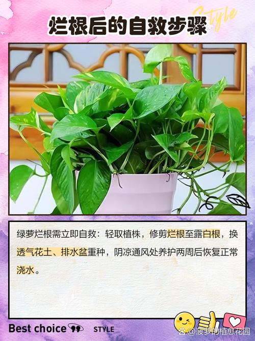 为什么绿萝的根都烂了，为什么绿箩根根都烂了？-第2张图片-优品飞百科