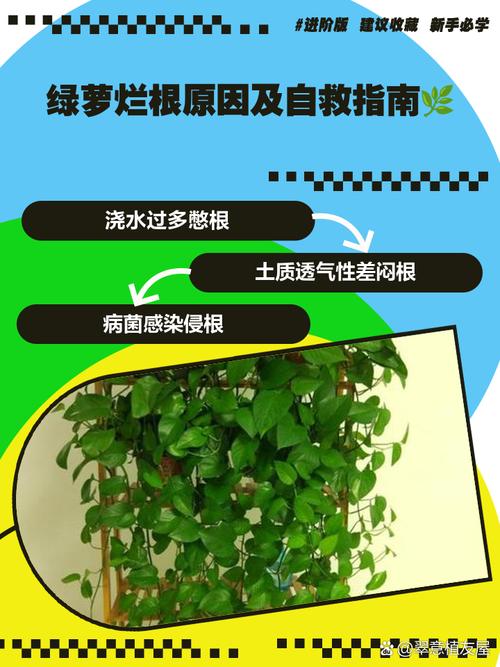 为什么绿萝的根都烂了，为什么绿箩根根都烂了？-第3张图片-优品飞百科