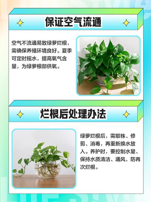 为什么绿萝的根都烂了，为什么绿箩根根都烂了？-第4张图片-优品飞百科