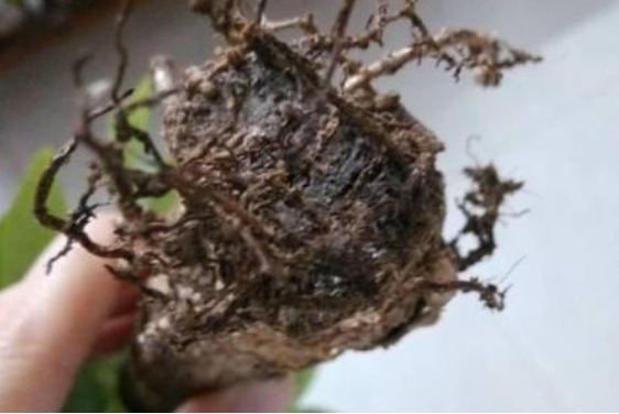 为什么绿萝的根都烂了，为什么绿箩根根都烂了？-第6张图片-优品飞百科