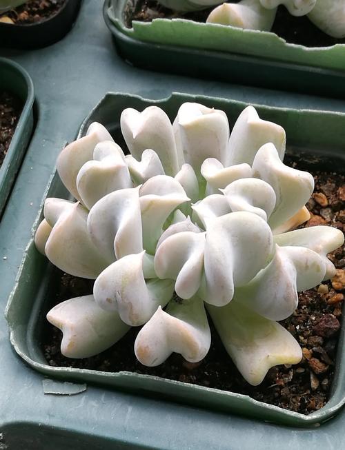 新买的特玉莲怎么养？特玉莲爆盆怎么办？-第1张图片-优品飞百科