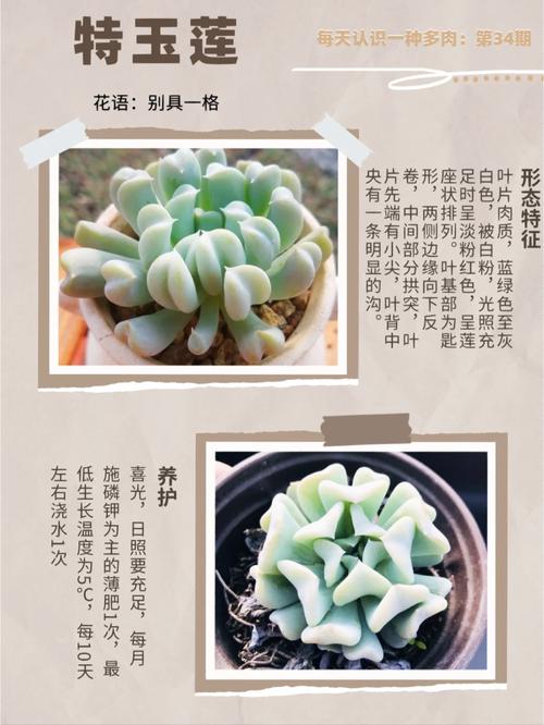 新买的特玉莲怎么养？特玉莲爆盆怎么办？-第2张图片-优品飞百科