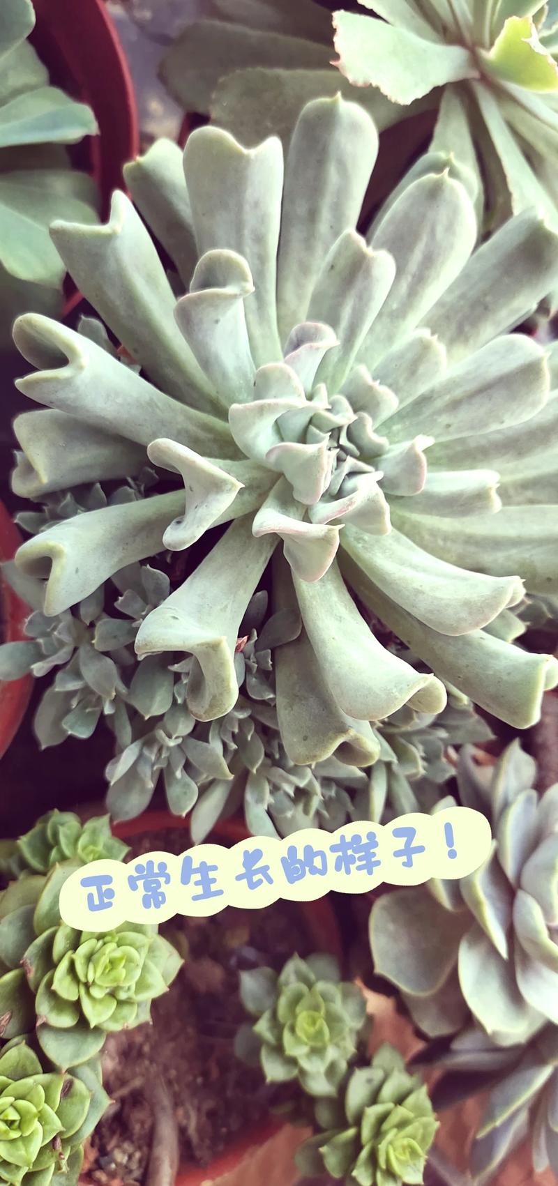 新买的特玉莲怎么养？特玉莲爆盆怎么办？-第3张图片-优品飞百科