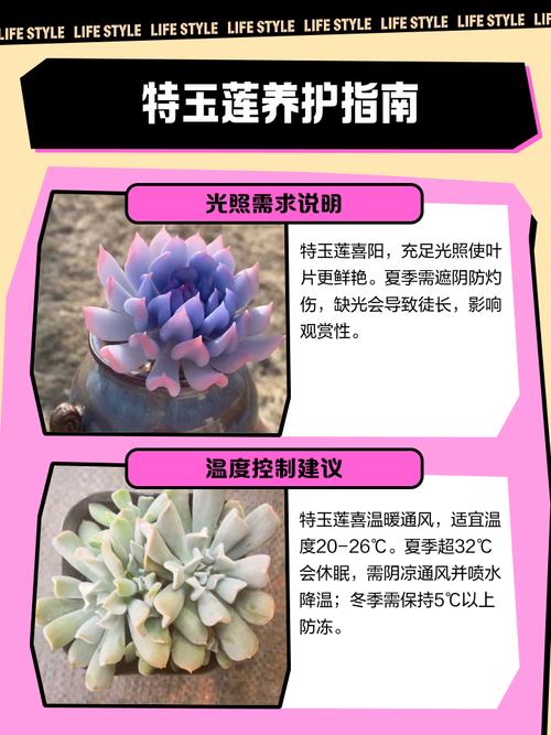 新买的特玉莲怎么养？特玉莲爆盆怎么办？-第4张图片-优品飞百科