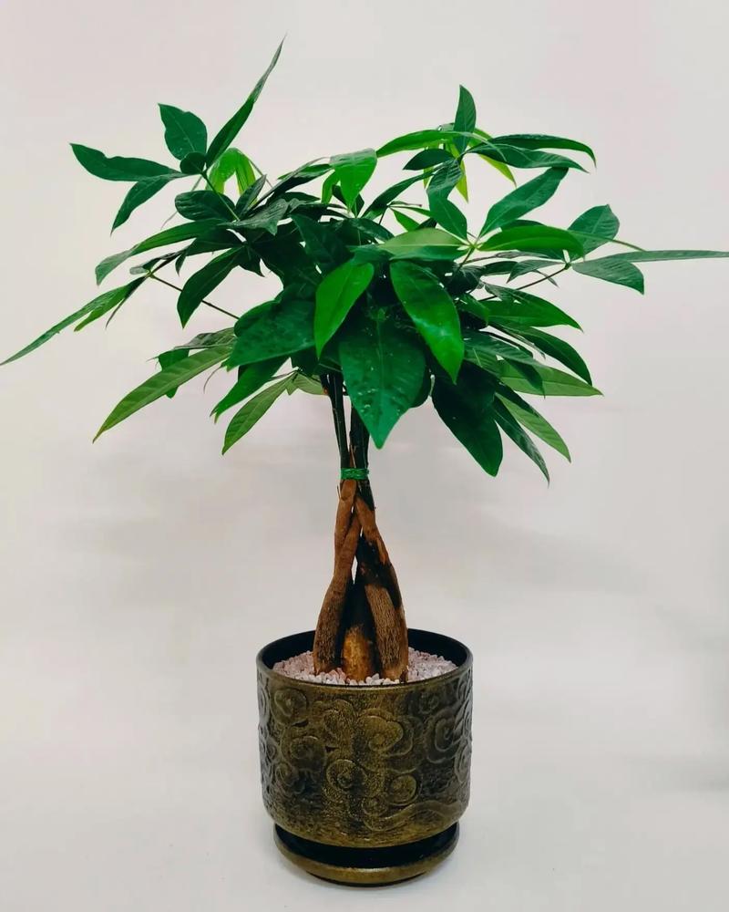 富贵树与发财树的区别，富贵树与发财树的区别图片