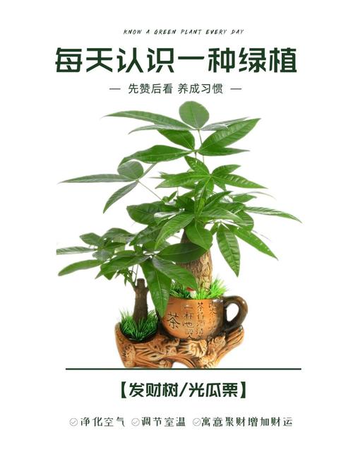 富贵树与发财树的区别，富贵树与发财树的区别图片-第2张图片-优品飞百科