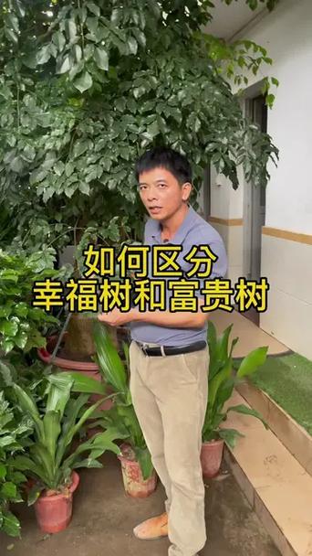 富贵树与发财树的区别，富贵树与发财树的区别图片-第3张图片-优品飞百科