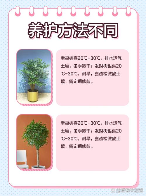 富贵树与发财树的区别，富贵树与发财树的区别图片-第4张图片-优品飞百科