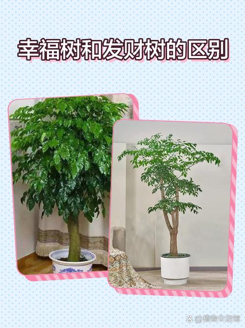 富贵树与发财树的区别，富贵树与发财树的区别图片-第5张图片-优品飞百科