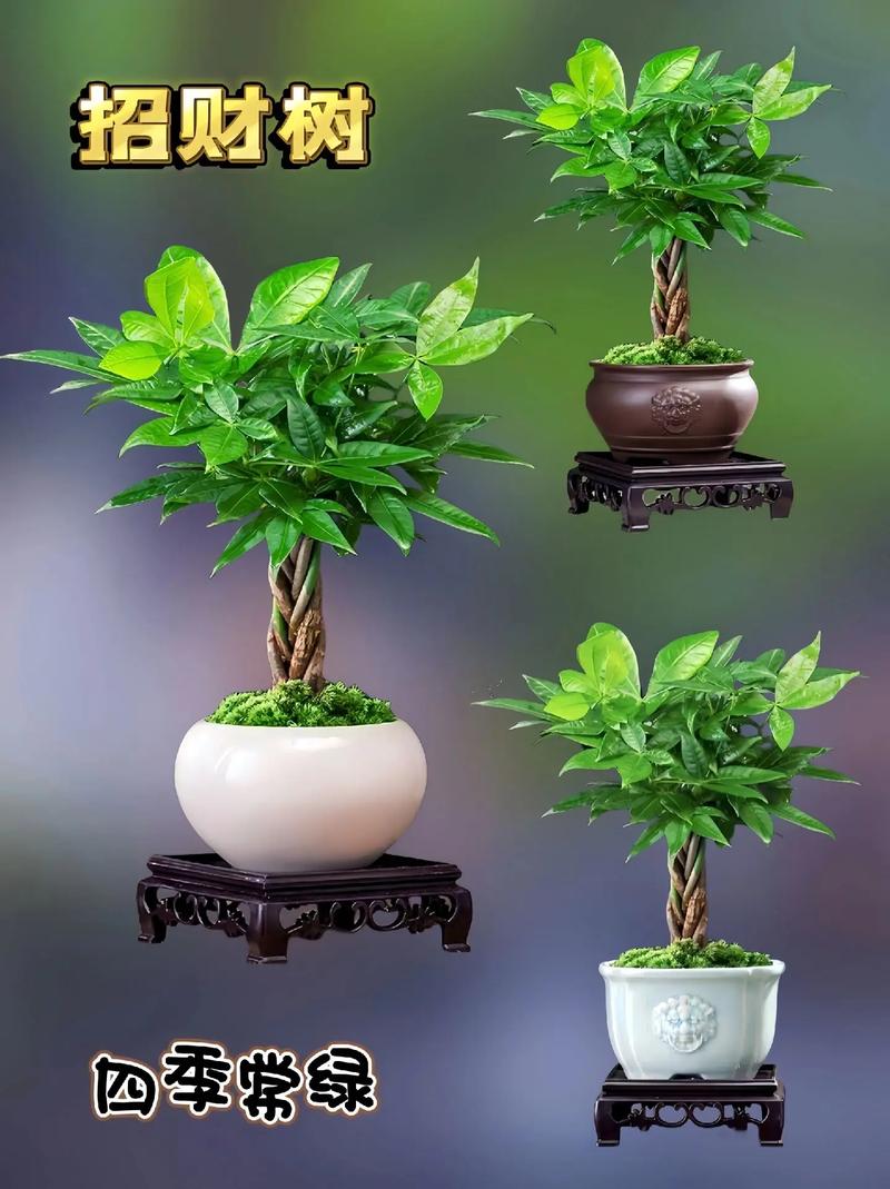 富贵树与发财树的区别，富贵树与发财树的区别图片-第6张图片-优品飞百科