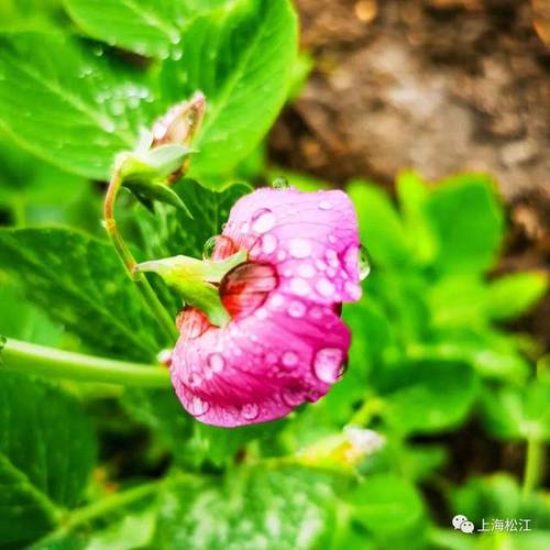 松江天气预报一周天气，上海天气松江区天气预报？-第3张图片-优品飞百科