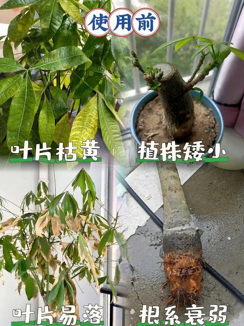 发财树施肥用什么肥料，发财树最佳肥料？-第2张图片-优品飞百科