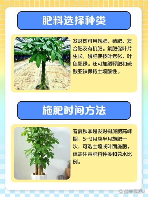 发财树施肥用什么肥料，发财树最佳肥料？-第4张图片-优品飞百科