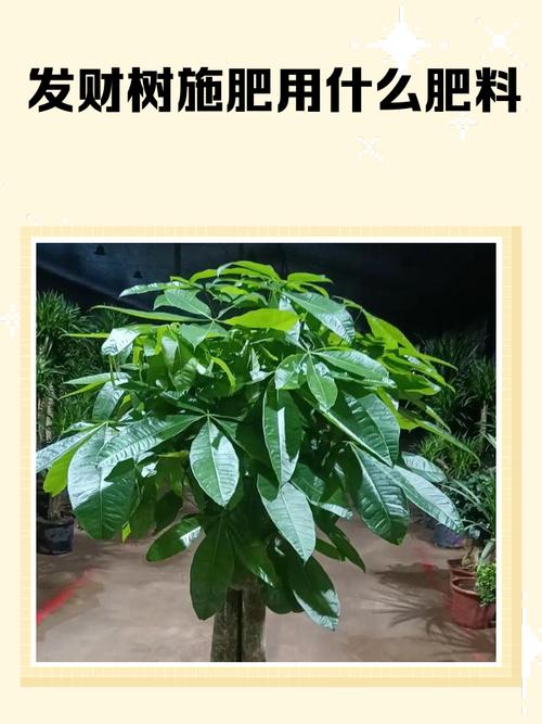 发财树施肥用什么肥料，发财树最佳肥料？-第5张图片-优品飞百科