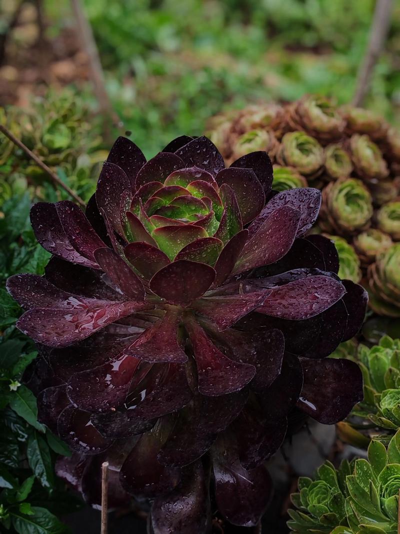 黑法师叶子太长的原因，黑法师叶子干枯是什么原因