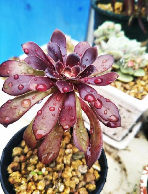 黑法师叶子太长的原因，黑法师叶子干枯是什么原因-第2张图片-优品飞百科