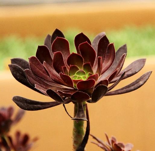 黑法师叶子太长的原因，黑法师叶子干枯是什么原因-第3张图片-优品飞百科