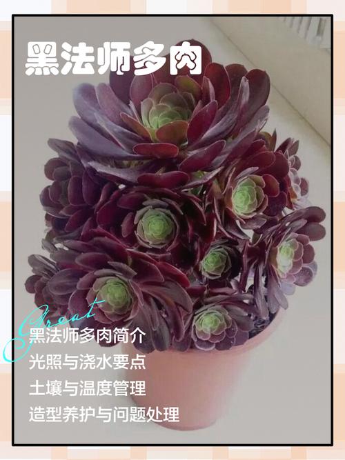 黑法师叶子太长的原因，黑法师叶子干枯是什么原因-第4张图片-优品飞百科