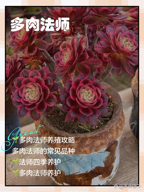 黑法师叶子太长的原因，黑法师叶子干枯是什么原因-第5张图片-优品飞百科