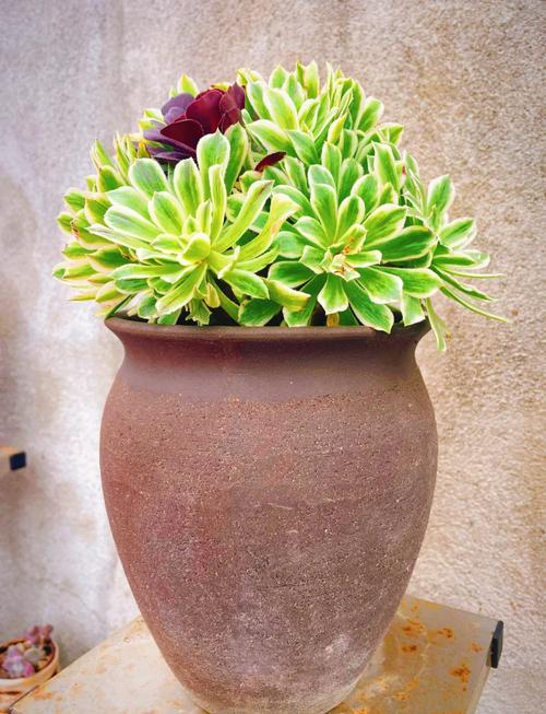 黑法师叶子太长的原因，黑法师叶子干枯是什么原因-第6张图片-优品飞百科