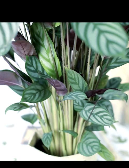 飞羽竹芋的养殖方法，飞羽竹芋的养殖方法和管理