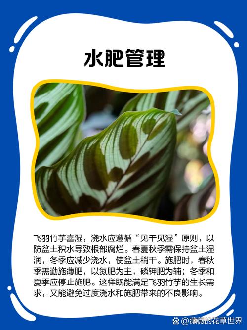 飞羽竹芋的养殖方法，飞羽竹芋的养殖方法和管理-第2张图片-优品飞百科