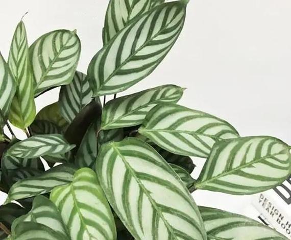 飞羽竹芋的养殖方法，飞羽竹芋的养殖方法和管理-第3张图片-优品飞百科