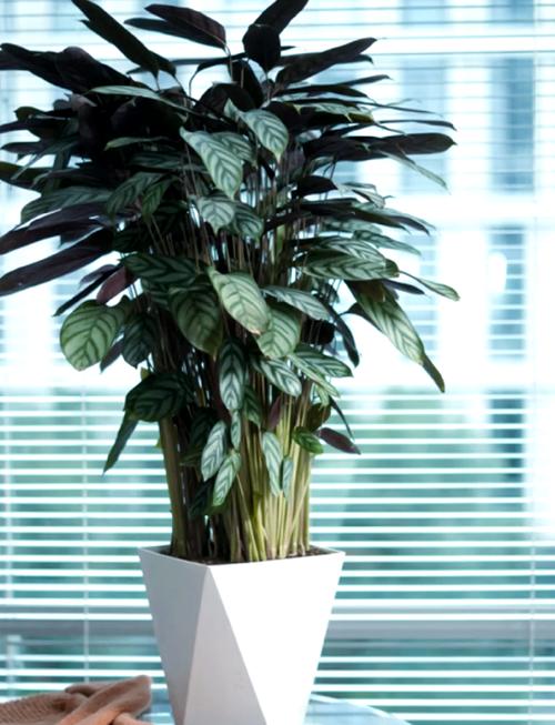 飞羽竹芋的养殖方法，飞羽竹芋的养殖方法和管理-第4张图片-优品飞百科