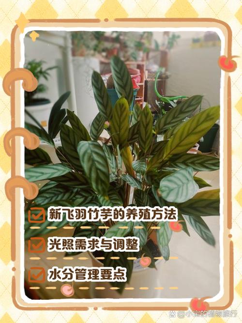 飞羽竹芋的养殖方法，飞羽竹芋的养殖方法和管理-第5张图片-优品飞百科