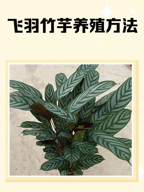 飞羽竹芋的养殖方法，飞羽竹芋的养殖方法和管理-第6张图片-优品飞百科