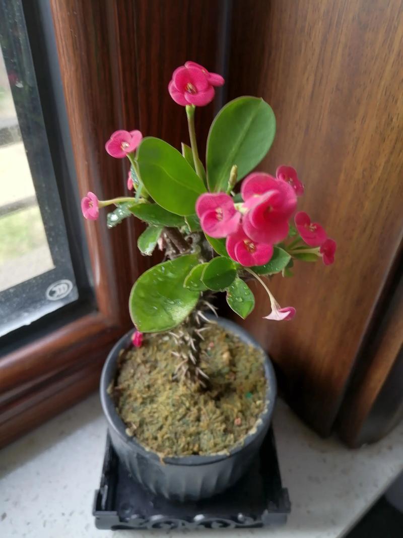 刺梅虎刺梅傻傻分不清楚？看了这三条，轻松区分！？虎刺梅的识别特征？