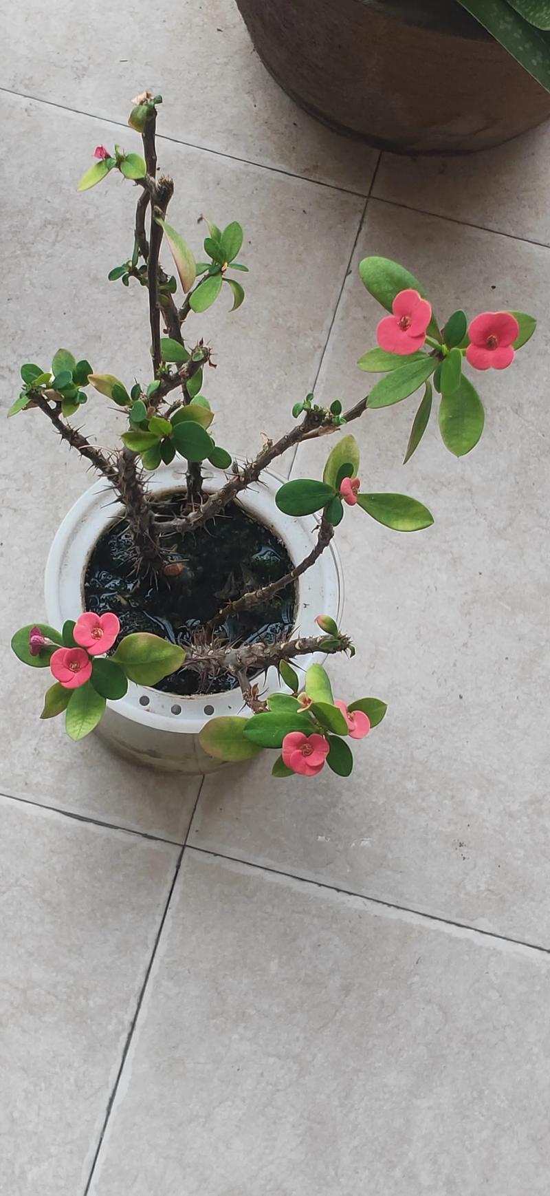 刺梅虎刺梅傻傻分不清楚？看了这三条，轻松区分！？虎刺梅的识别特征？-第2张图片-优品飞百科